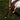 Person in white dress and red shoes preparing to hit a golf ball on grass